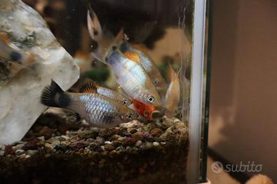 Pesci platy