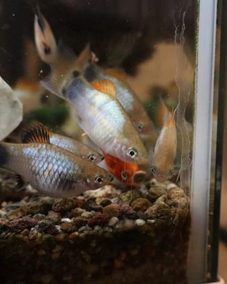 Pesci platy