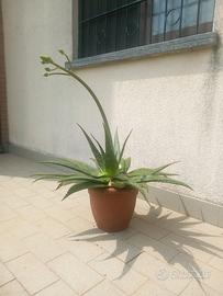 Aloe maculata