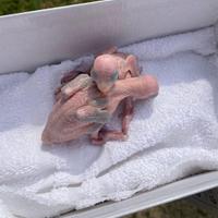 Pulli di parrocchetti dal collare