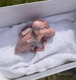 Pulli di parrocchetti dal collare