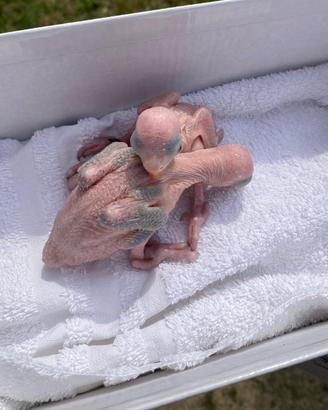 Pulli di parrocchetti dal collare