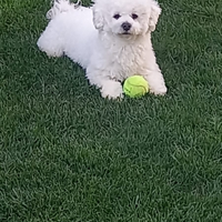 Maltese toy