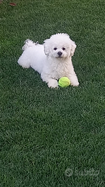Maltese toy