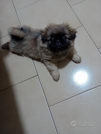 Pechinese