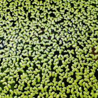 Pianta acquario galleggiante Lemnia minor