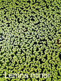 Pianta acquario galleggiante Lemnia minor