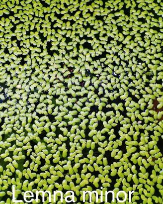 Pianta acquario galleggiante Lemnia minor