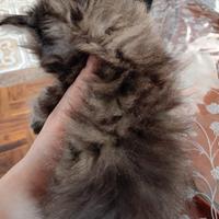 Maschietto incrocio maine coon