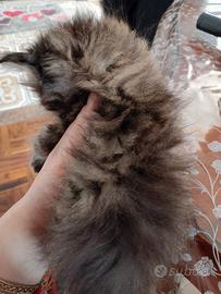 Maschietto incrocio maine coon