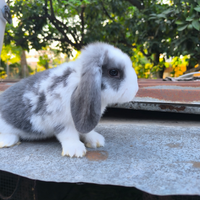 Coniglio nano ariete