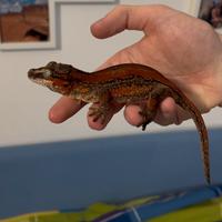 Geco gargoyle e terrario