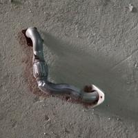 Tubo di scarico usato Volkswagen