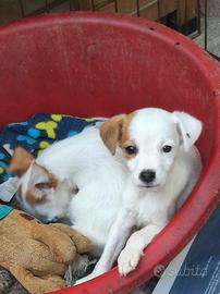 Cucciole Jack Russell