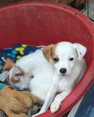 Cucciole Jack Russell