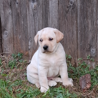 Labrador retriver