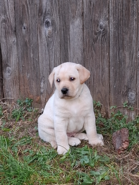 Labrador retriver