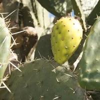 Talea Cutting opuntia Albicarpa Tuna Blanca 30cm