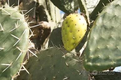 Talea Cutting opuntia Albicarpa Tuna Blanca 30cm
