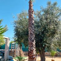 palma washingtonia e Chamaerops Excelsa