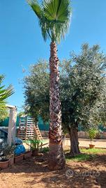palma washingtonia e Chamaerops Excelsa