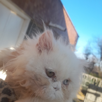 Occhi soeciali. Gatto delle nevi