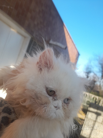 Occhi soeciali. Gatto delle nevi