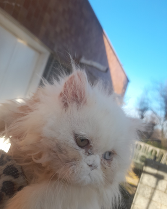 Occhi soeciali. Gatto delle nevi