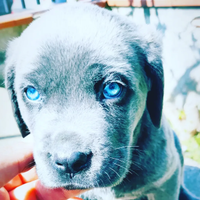 Cuccioli di cane Corso grigio blu con pedigree