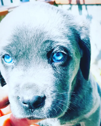 Cuccioli di cane Corso grigio blu con pedigree