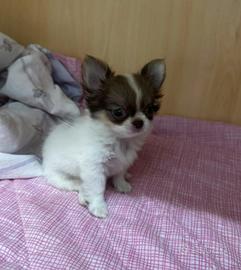 Cucciole chihuahua