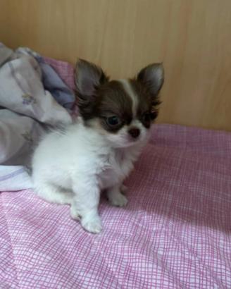 Cucciole chihuahua