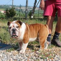 Bulldog inglese per monta