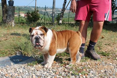 Bulldog inglese per monta