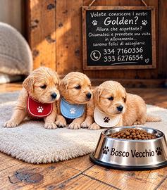 Golden Retriever di altissima genealogia