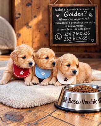 Golden Retriever di altissima genealogia