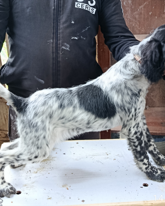 Cani caccia
