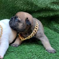 Cucciola fulva bulldog francese