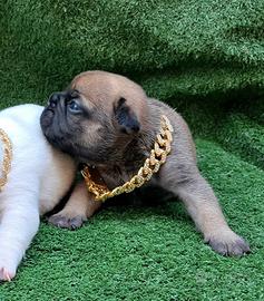 Cucciola fulva bulldog francese