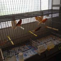 Gabbie per uccelli gabbia per pappagalli canarini