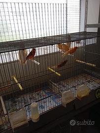 Gabbie per uccelli gabbia per pappagalli canarini