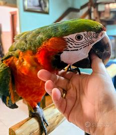 Ara arlecchino allevata