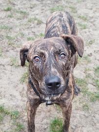 Tigrotto giocoso e coccolone