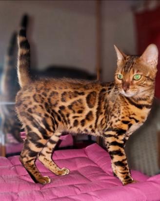 Gatto Bengala Femmina