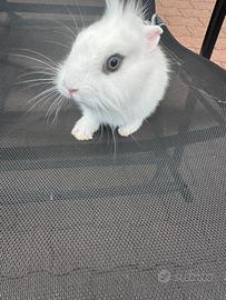 Coniglio testa di leone