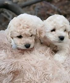 Maltipoo toy e nani