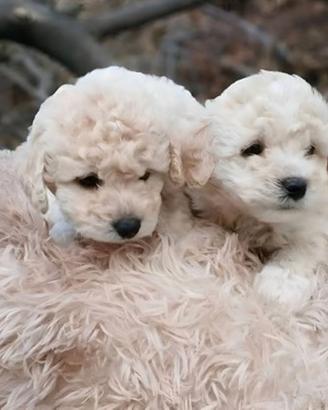 Maltipoo toy e nani