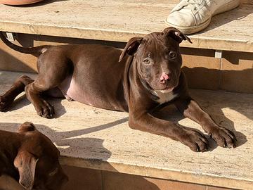 American pitbull con pedigree