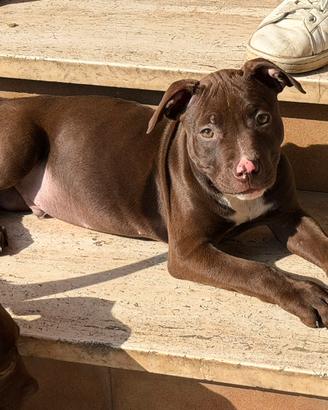 American pitbull con pedigree