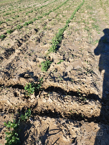 Terreno agricolo sulla via Castelvetrano